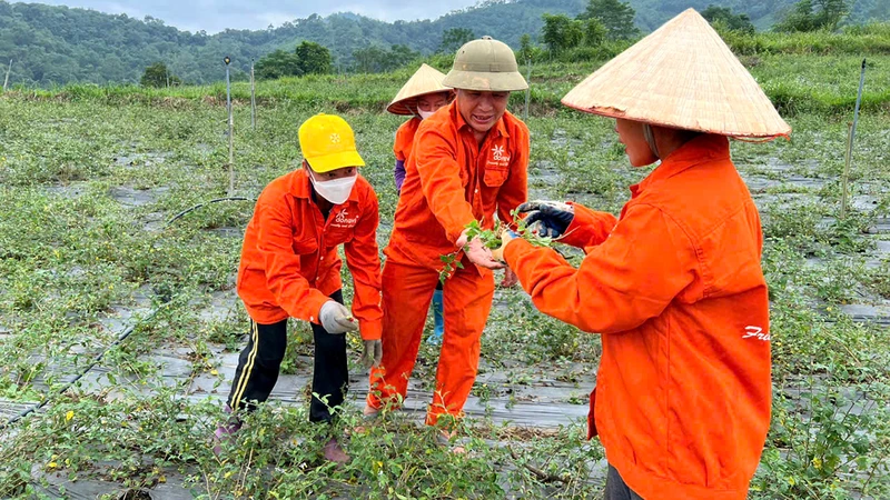 Người dân thôn Nà Săm, xã Thượng Giáo, huyện Ba Bể kiểm tra chất lượng cây cà gai leo.