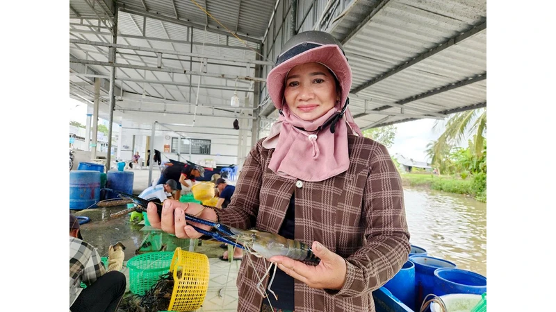 Nông dân huyện Vĩnh Thuận, tỉnh Kiên Giang thu hoạch tôm càng xanh.