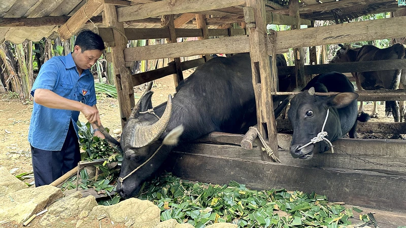 Được chính quyền hỗ trợ trâu bò để sản xuất, thu nhập gia đình anh Lý Văn Nó (xã Thượng Thôn, huyện Hà Quảng, tỉnh Cao Bằng) từng bước được cải thiện. (Ảnh HÀ NHÂN)