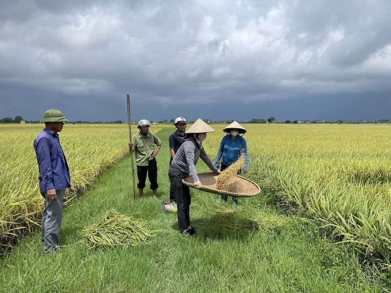 Những thửa ruộng tươi tốt của nông dân xã Ngũ Phúc, huyện Kiến Thụy trồng theo phương pháp hữu cơ.