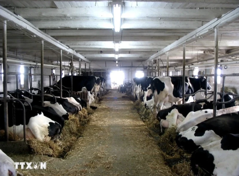 Trang trại nuôi bò sữa ở Canada. (Ảnh: Dairy farmers of Canada/TTXVN)