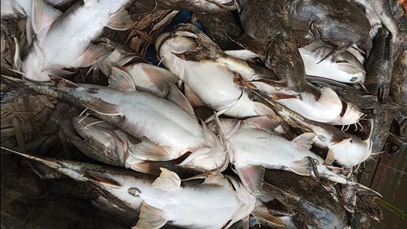 Cá chiên của Hợp tác xã cá chiên Thái Hòa, huyện Hàm Yên, tỉnh Tuyên Quang chết bất thường.