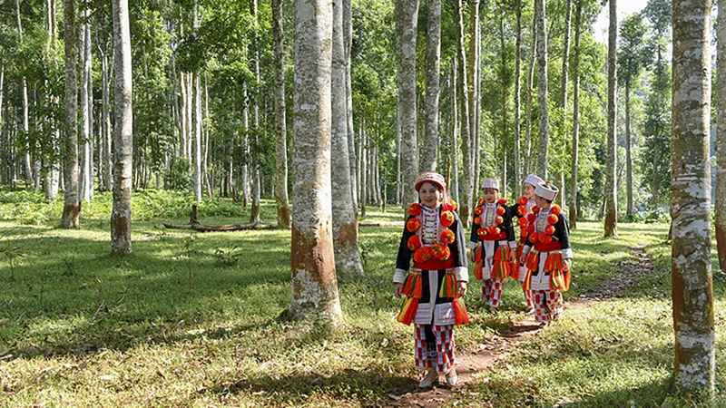 Du lịch sinh thái rừng thu hút nhiều khách du lịch đến Tuyên Quang.