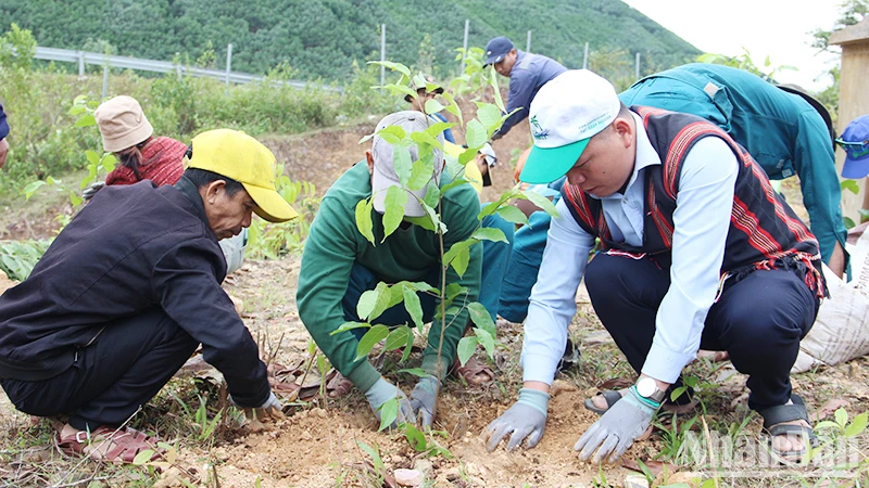 Người dân tham gia trồng cây gỗ lớn tại xã Hòa Bắc.