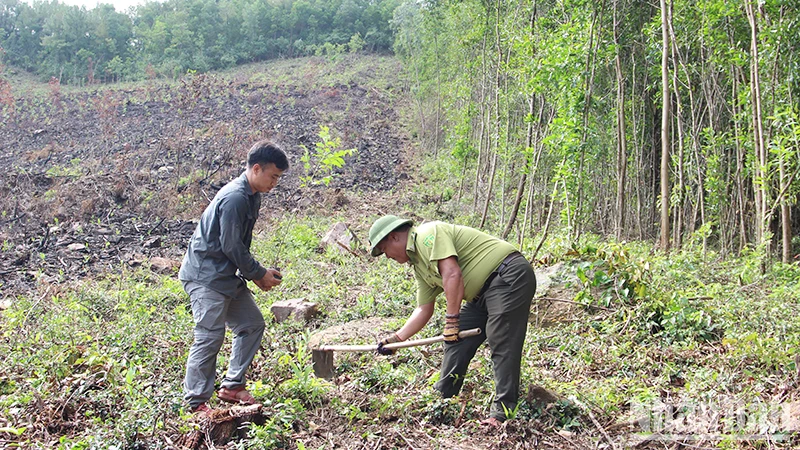 Đơn vị tham gia trồng cây bản địa tại diện tích rừng hộ ông Thiều Song.