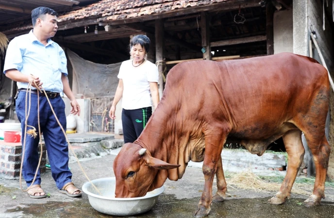 Chị Phạm Thị Hoa, hộ nghèo ở thôn Đông, xã An Hà (Lạng Giang) được hỗ trợ bò giống sinh sản.