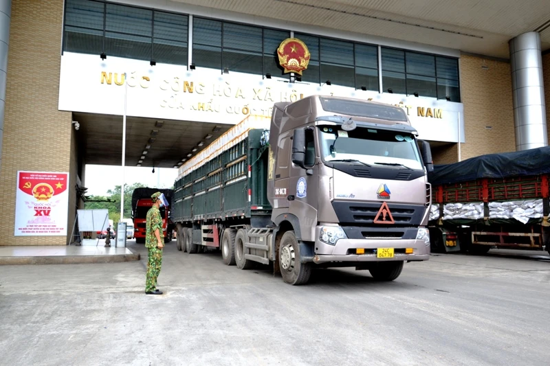 Xuất khẩu quả vải tươi chín sớm sang Trung Quốc qua Cửa khẩu đường bộ Kim Thành-Lào Cai. (Ảnh: QUỐC HỒNG)