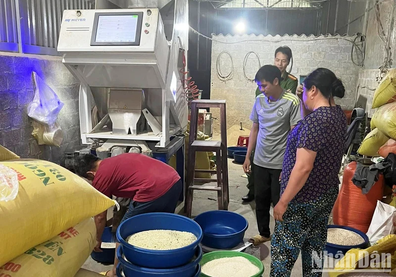 Lực lượng chức năng kiểm tra, ngăn chặn sản xuất gạo Séng Cù xanh tại chủ hộ kinh doanh Lục Đức Khón, thị trấn Mường Khương, huyện Mường Khương-Lào Cai. (Ảnh: ĐĂNG NĂM)