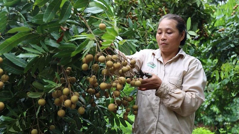 Cây nhãn ở huyện Sông Mã, Sơn La (Ảnh minh họa: Quốc Tuấn). 