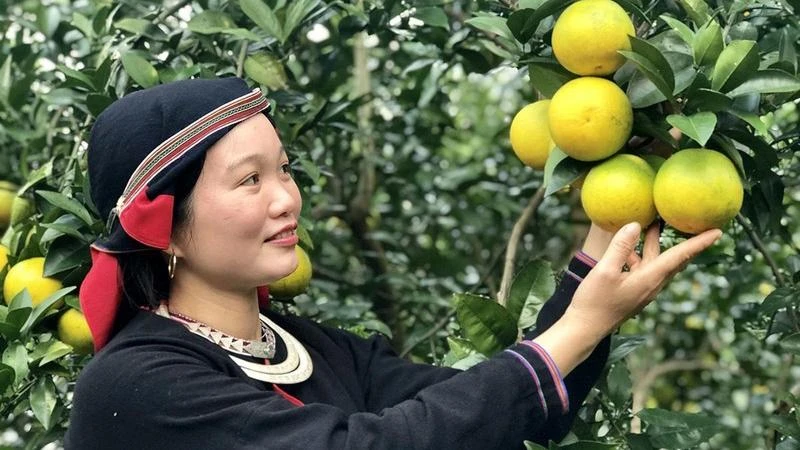 Người dân xã Tiên Kiều, huyện Bắc Quang ứng dụng khoa học-công nghệ vào chăm sóc cây cam, góp phần giảm nghèo. (Ảnh minh họa: nhandan.vn)