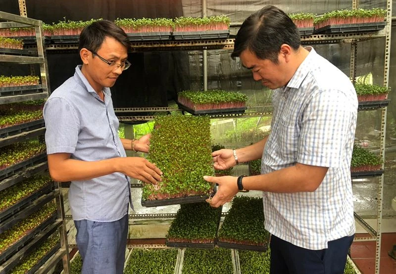 Sản xuất rau mầm tại Hợp tác xã sản xuất và dịch vụ nông nghiệp Thanh Hà.