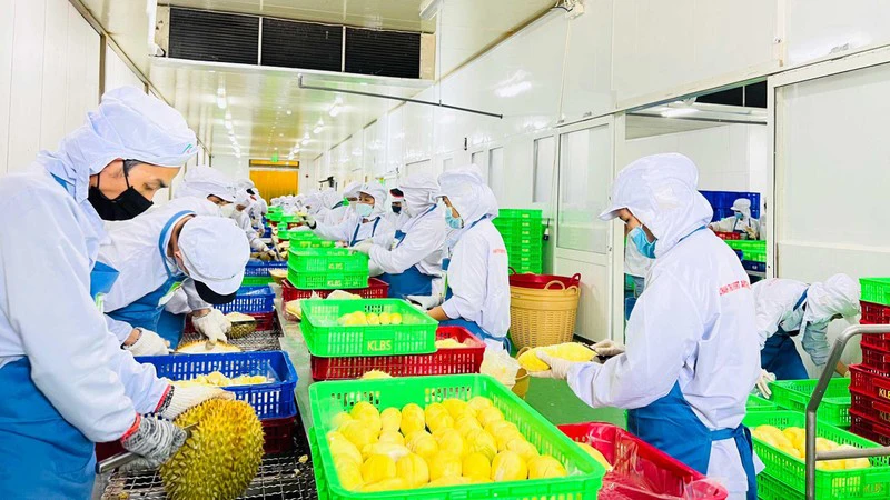 Sơ chế sầu riêng xuất khẩu tại Công ty cổ phần Tập đoàn Xuất nhập khẩu trái cây Chánh Thu. (Ảnh MINH HÀ)