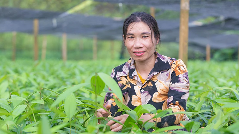 Phụ nữ ở Yên Bái tham gia dự án “Bứt phá: Thúc đẩy tài chính toàn diện cho phụ nữ dân tộc thiểu số” giúp nhiều chị thoát nghèo. (Ảnh: Care quốc tế tại Việt Nam)