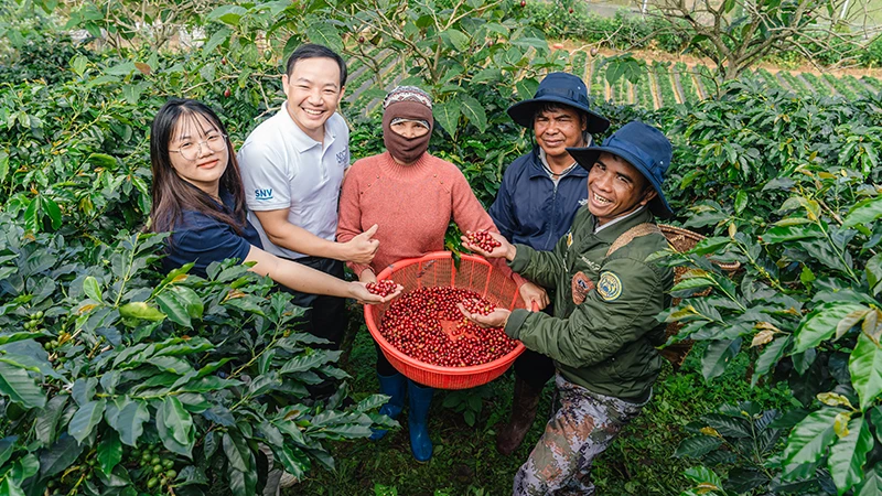 Người dân tham gia Dự án cà-phê nông-lâm kết hợp và tăng cường chất lượng rừng cho REDD+ ở tỉnh Lâm Đồng. (Ảnh: SNV)