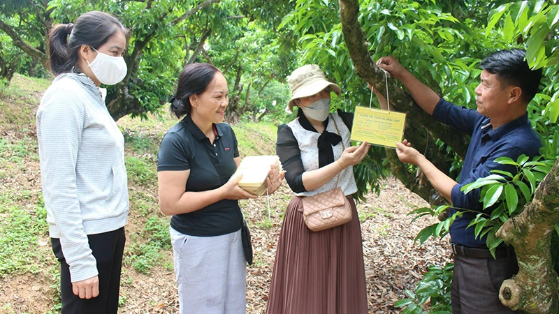 Gắn thẻ cho cây vải thiều đã được liên kết hỗ trợ sản xuất, bao tiêu sản phẩm. 