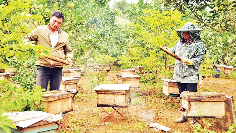 Nuôi ong núi đá lấy mật ở xã Xuân Quang, huyện Bảo Thắng, Lào Cai, đem lại hiệu quả kinh tế cao, giúp nhiều hộ gia đình xóa nghèo. (Ảnh: QUỐC HỒNG)