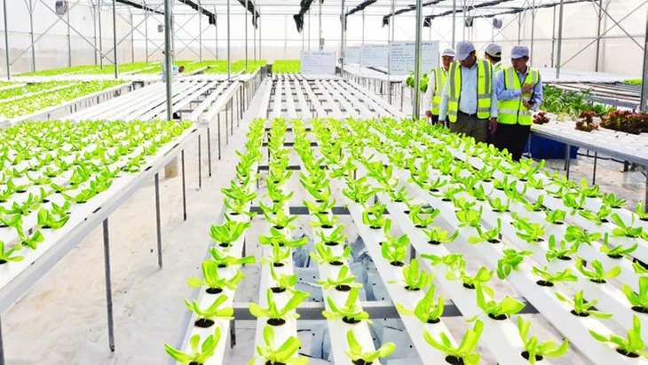 Trang trại DelcoFarm tại xã Nguyệt Đức, huyện Thuận Thành, Bắc Ninh. (Ảnh: Phi Trường)