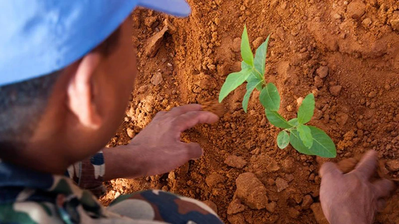 Một nhân viên gìn giữ hòa bình của Nepal thuộc Phái bộ Hỗn hợp Liên hợp quốc-Liên minh châu Phi tại Darfur, Sudan (UNAMID) trồng cây bên ngoài Trụ sở UNAMID ở El Fasher, Sudan. (Ảnh: UN)