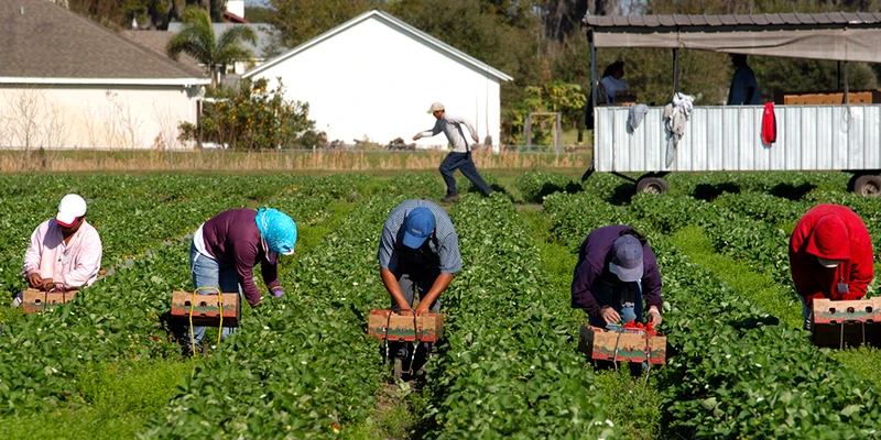 Ngành nông nghiệp Canada đứng trước nguy cơ thiếu lao động. (Ảnh CROPTRACKER)