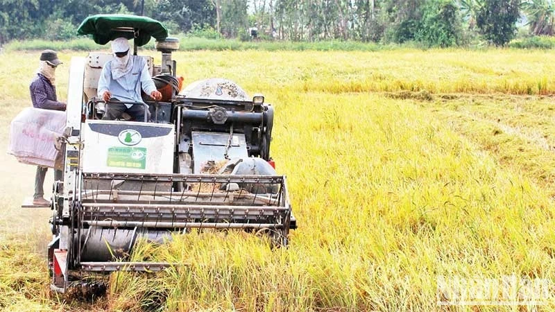 Thu hoạch lúa hè thu năm 2023 tại Sóc Trăng. (Ảnh: Thanh Phong)