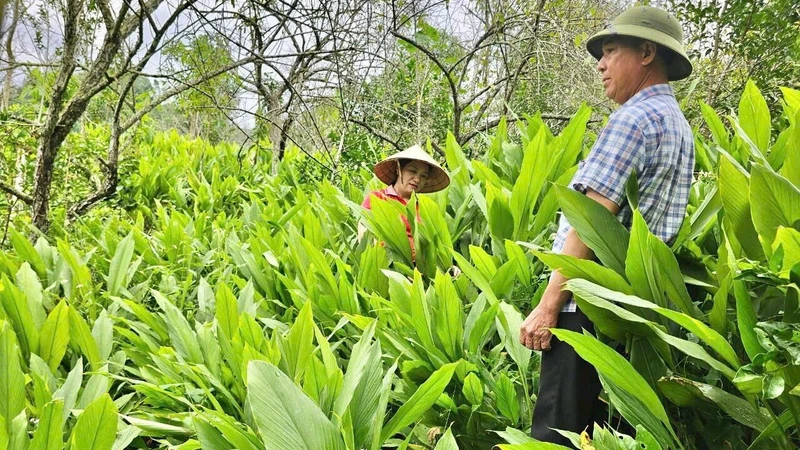 Vùng trồng nguyên liệu cây nghệ nếp của Hợp tác xã Nông nghiệp Tân Thành, thành phố Bắc Kạn. (Ảnh: THU TRANG).