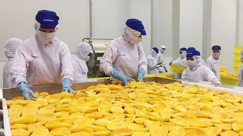 Chế biến trái cây tại nhà máy Tanifood, huyện Gò Dầu, tỉnh Tây Ninh. Ảnh: THÀNH THUẬN