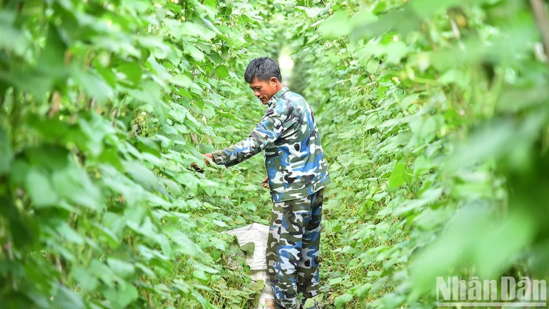 Ảnh minh họa: nhandan.vn.