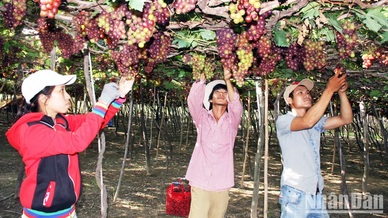 Nông dân xã Vĩnh Hải, huyện Ninh Hải (Ninh Thuận) chăm sóc nho theo tiêu chuẩn VietGAP.