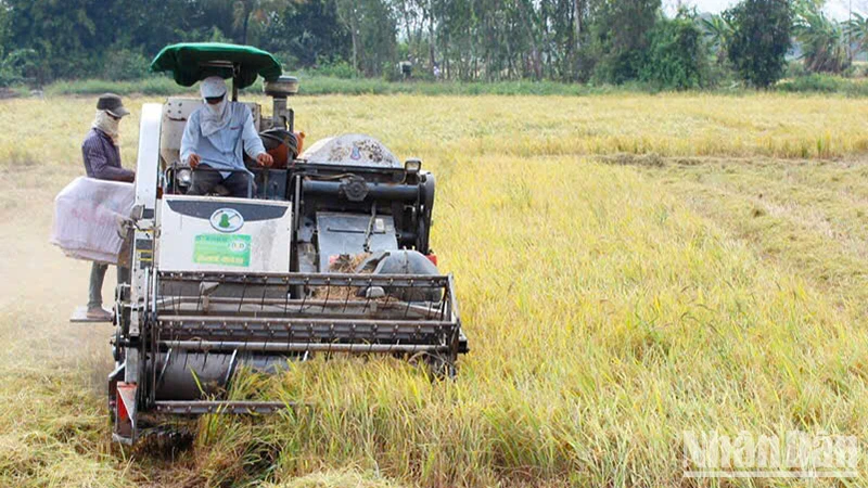 Thu hoạch lúa tại xã Trường Xuân, huyện Tháp Mười, tỉnh Đồng Tháp. (Ảnh: HỮU NGHĨA)