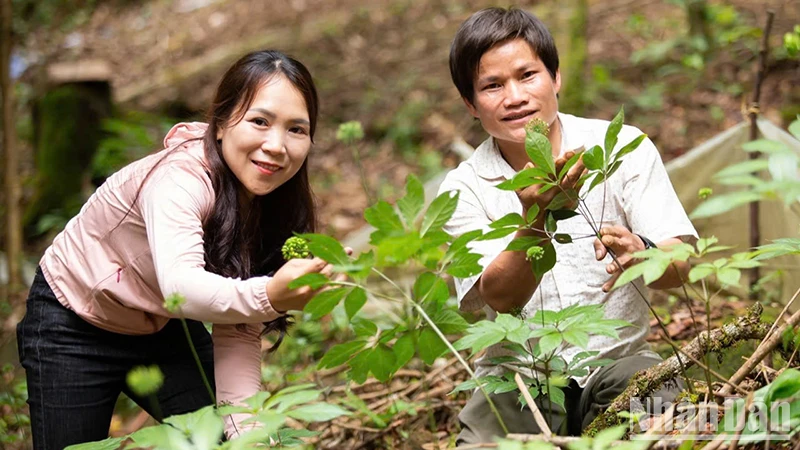 Người dân tham gia trồng sâm Ngọc Linh trên dãy núi Ngọc Linh.