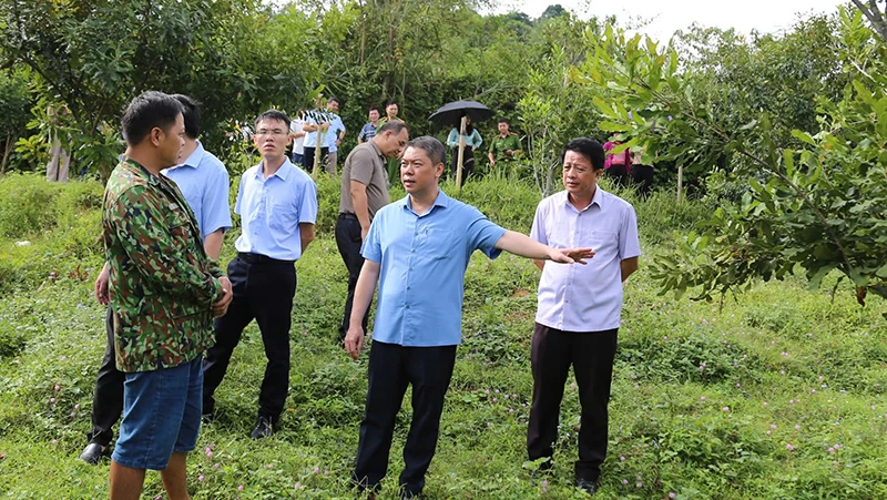 Đại diện lãnh đạo UBND tỉnh Lạng Sơn kiểm tra mô hình trồng cây mắc-ca của các hộ dân ở xã An Sơn, huyện Văn Quan.