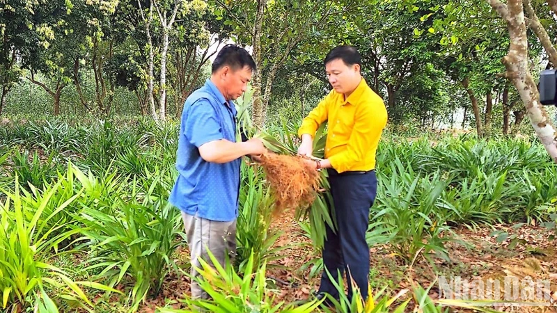 Áp dụng kỹ thuật mới trong mô hình trồng rễ hương tại thị trấn Tân Lạc, huyện Quỳ Châu.