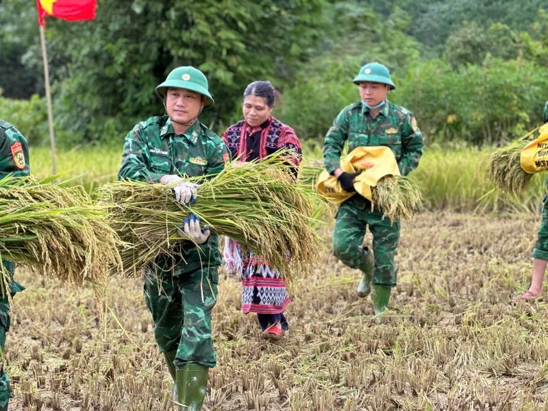 Bộ đội Biên phòng Thừa Thiên Huế giúp dân gặt lúa trước khi cơn bão số 3 đổ bộ vào.