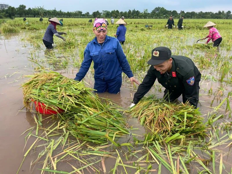 Giúp dân thu hoạch lúa.