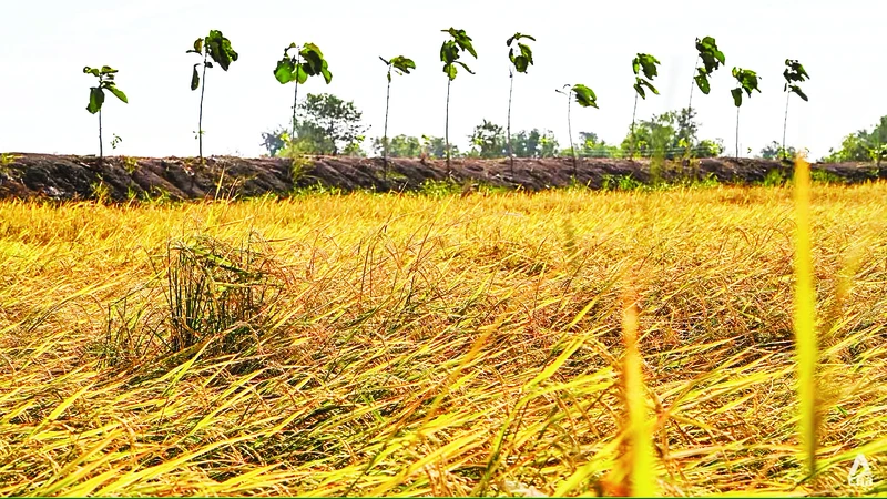 Thời tiết khô hạn làm suy giảm năng suất lúa gạo ở Thái Lan. Ảnh | CNA/Jack Board