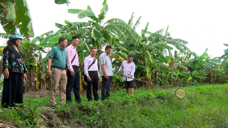 Cán bộ Ngân hàng Chính sách tỉnh Cà Mau kiểm tra mô hình nuôi cá đồng của ông Đinh Văn Tấn, ấp Kinh Cũ, xã Trần Hợi, huyện Trần Văn Thời.