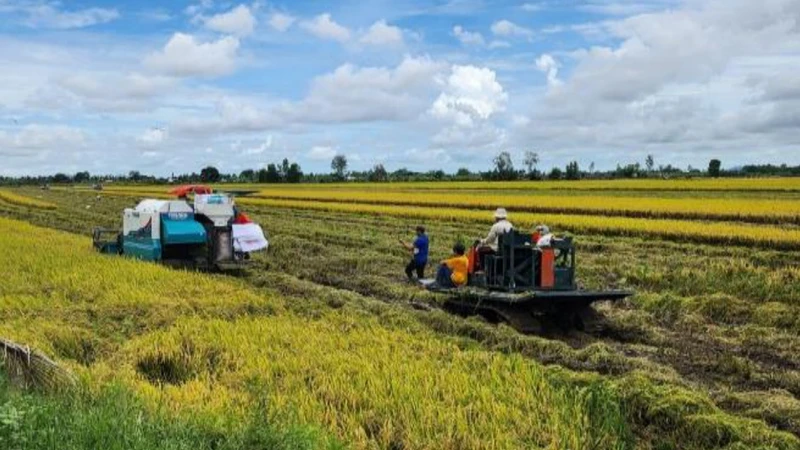 Việc bổ sung hoàn thiện "Quy trình kỹ thuật sản xuất lúa chất lượng cao và phát thải thấp vùng đồng bằng sông Cửu Long" là cần thiết.