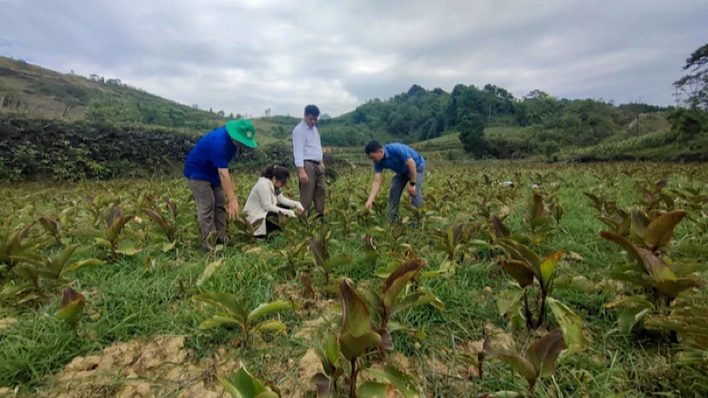 Sở Nông nghiệp và phát triển nông thôn Bắc Kạn kiểm tra tình hình hạn hán tại xã Phúc Lộc, huyện Ba Bể. (Ảnh: THU TRANG)
