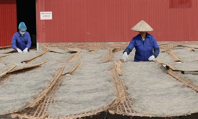 Hợp tác xã miến dong Tài Hoan (Na Rì) đã xuất khẩu sản phẩm sang châu Âu. (Trong ảnh: Thành viên hợp tác xã phơi miến).