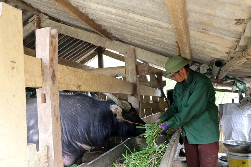 Người dân xã Cao Sơn, huyện Bạch Thông chăm sóc trâu trong những ngày giá rét. Ảnh: HƯƠNG DỊU