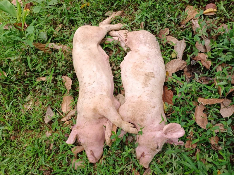 Hai trong số những con lợn bị chết bởi dịch tả lợn châu Phi tại ổ dịch mới phát hiện ở xã Tân Tú. Ảnh: LÊ TRANG