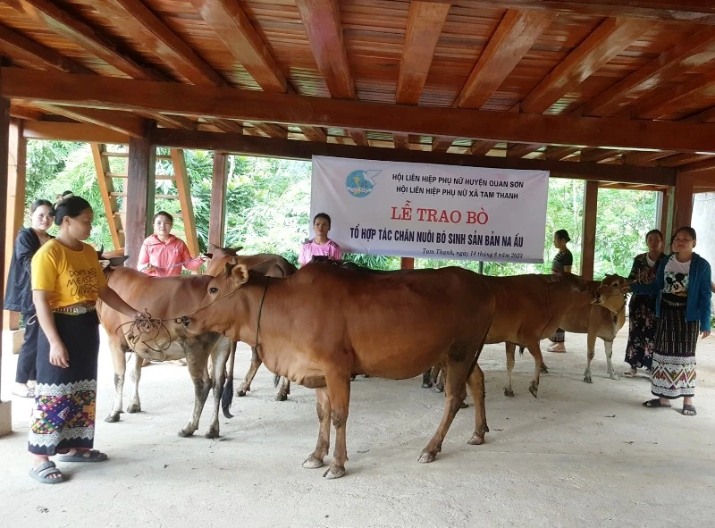 Tổ hợp tác phát triển chăn nuôi gia súc được xây dựng, nhân rộng ở vùng miền núi Thanh Hóa.