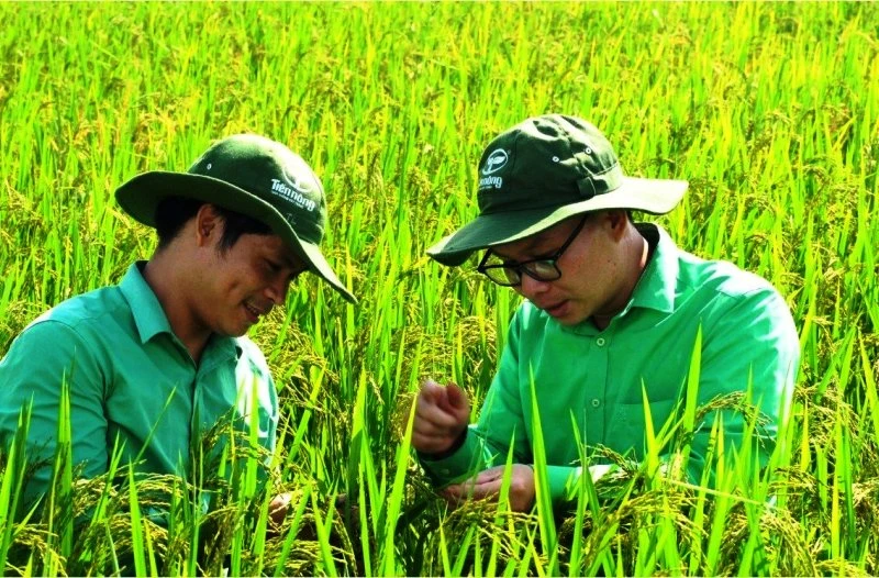 Kỹ sư khảo sát, đánh giá năng suất lúa trên đồng đất Thanh Hóa.