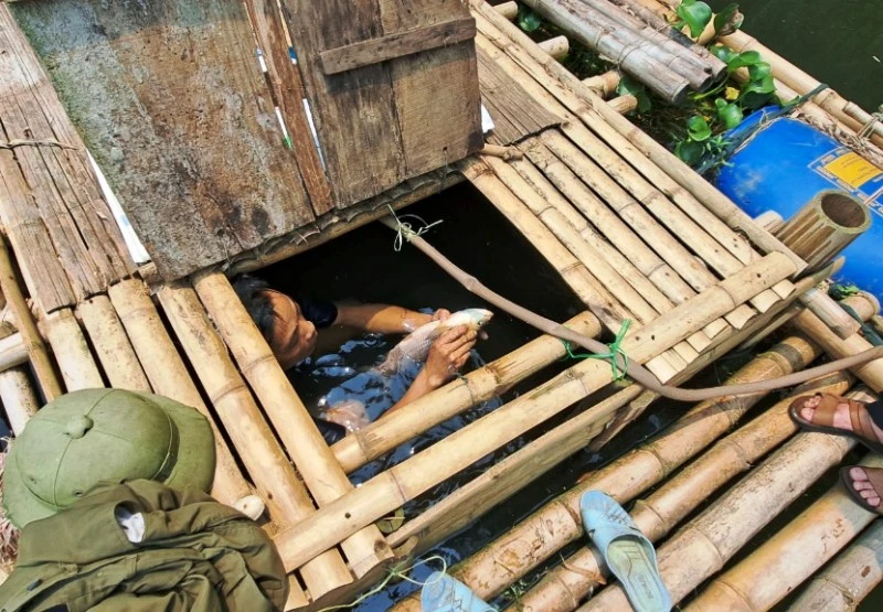 Kiểm tra cá nuôi trong lồng trên sông Mã bị chết.