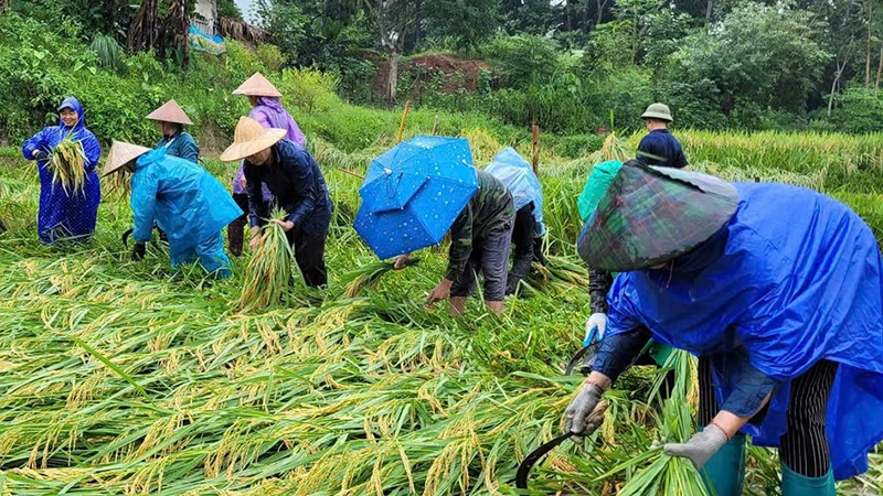 Tuổi trẻ huyện Quan Sơn gặt lúa giúp dân.