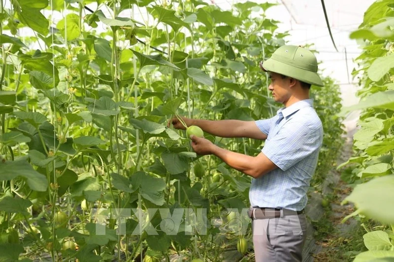 Mô hình trồng dưa lưới trong nhà màng của Hợp tác xã Rau củ quả và dịch vụ tổng hợp Thạch Hạ (Hà Tĩnh) mang lại hiệu quả kinh tế cao.