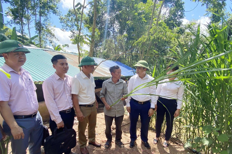 Lãnh đạo Huyện ủy Mường Nhé thăm mô hình trồng cỏ voi trên đất bạc màu tại xã Huổi Lếch.