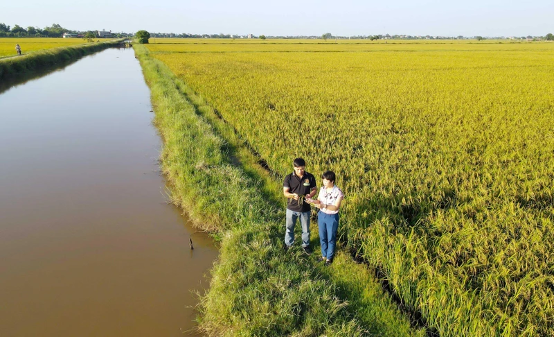 Anh Lương Văn Trường (áo đen) tại cánh đồng áp dụng công nghệ mới vào trồng trọt tại quê hương Nam Định.