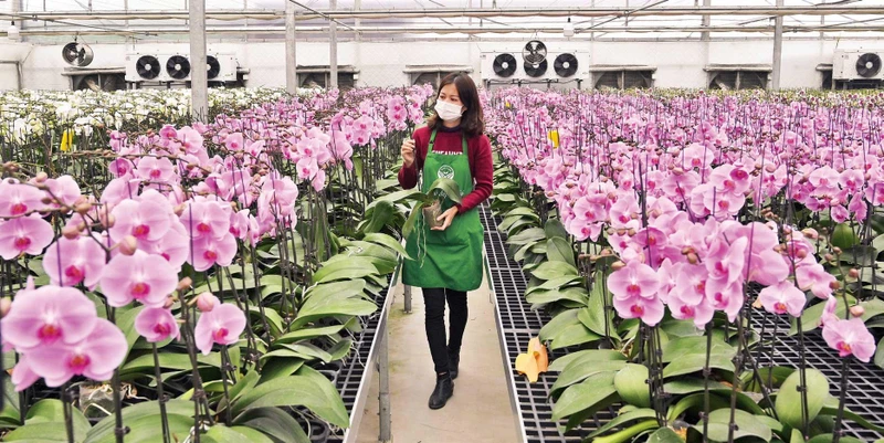 Mô hình trồng lan hồ điệp ứng dụng công nghệ cao tại Trang trại hoa Mê Linh F Farm. (Ảnh ĐĂNG DUY)