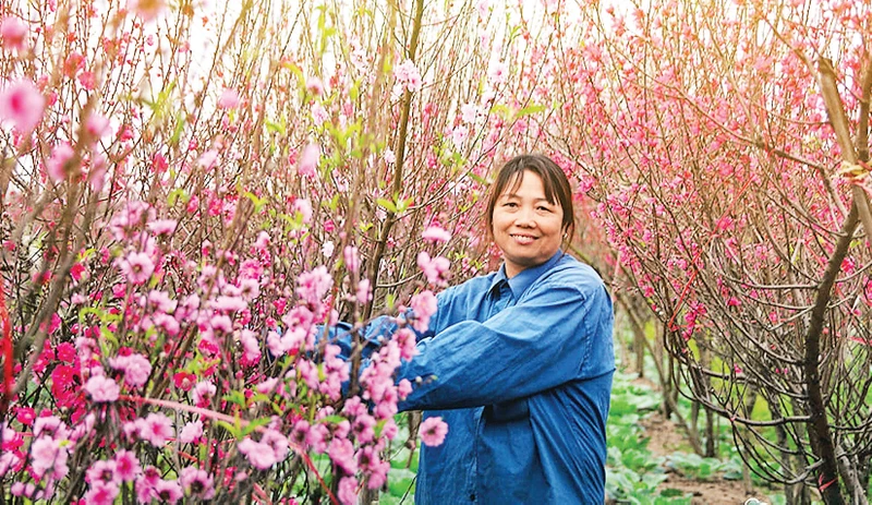 Người trồng đào Nhật Tân phấn khởi vì năm nay đào nở đẹp.
